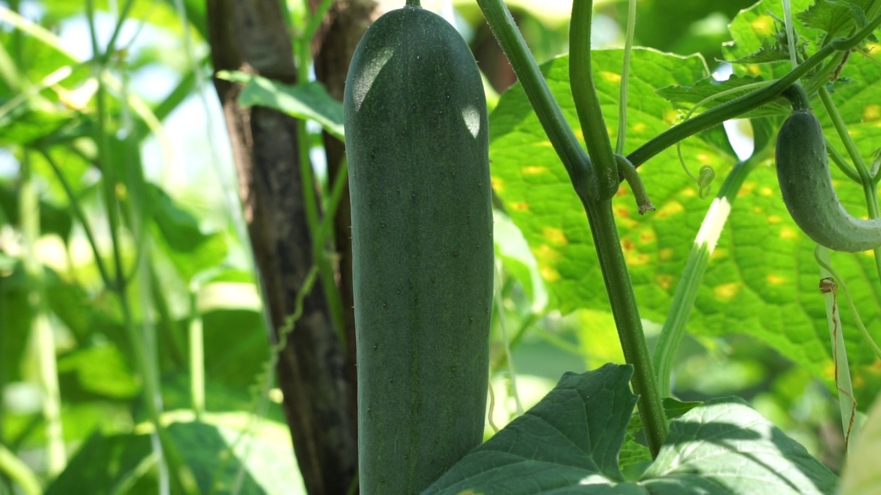 树上的黄瓜(Cucumis sativus, timun, mentimun, ketimun)。生吃的黄瓜叫切黄瓜视频素材