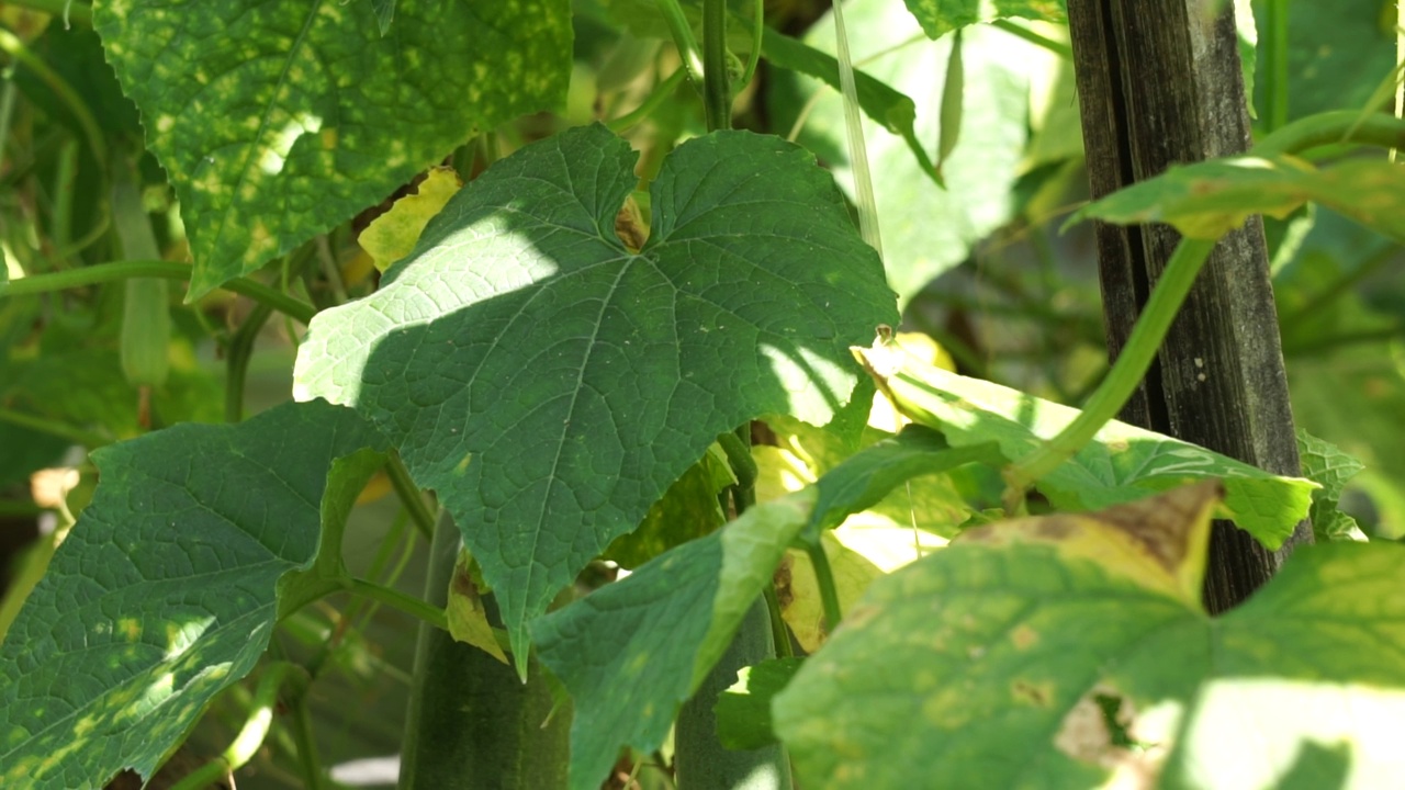 树上的黄瓜(Cucumis sativus, timun, mentimun, ketimun)叶子。生吃的黄瓜叫切黄瓜视频素材