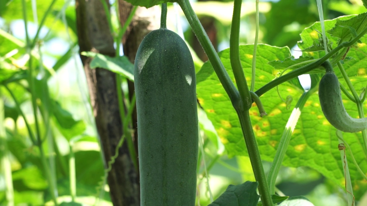 树上的黄瓜(Cucumis sativus, timun, mentimun, ketimun)。生吃的黄瓜叫切黄瓜视频素材