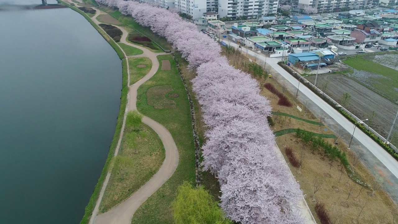 韩国全罗南道顺川市丰德区，东川川边的樱花长廊视频素材