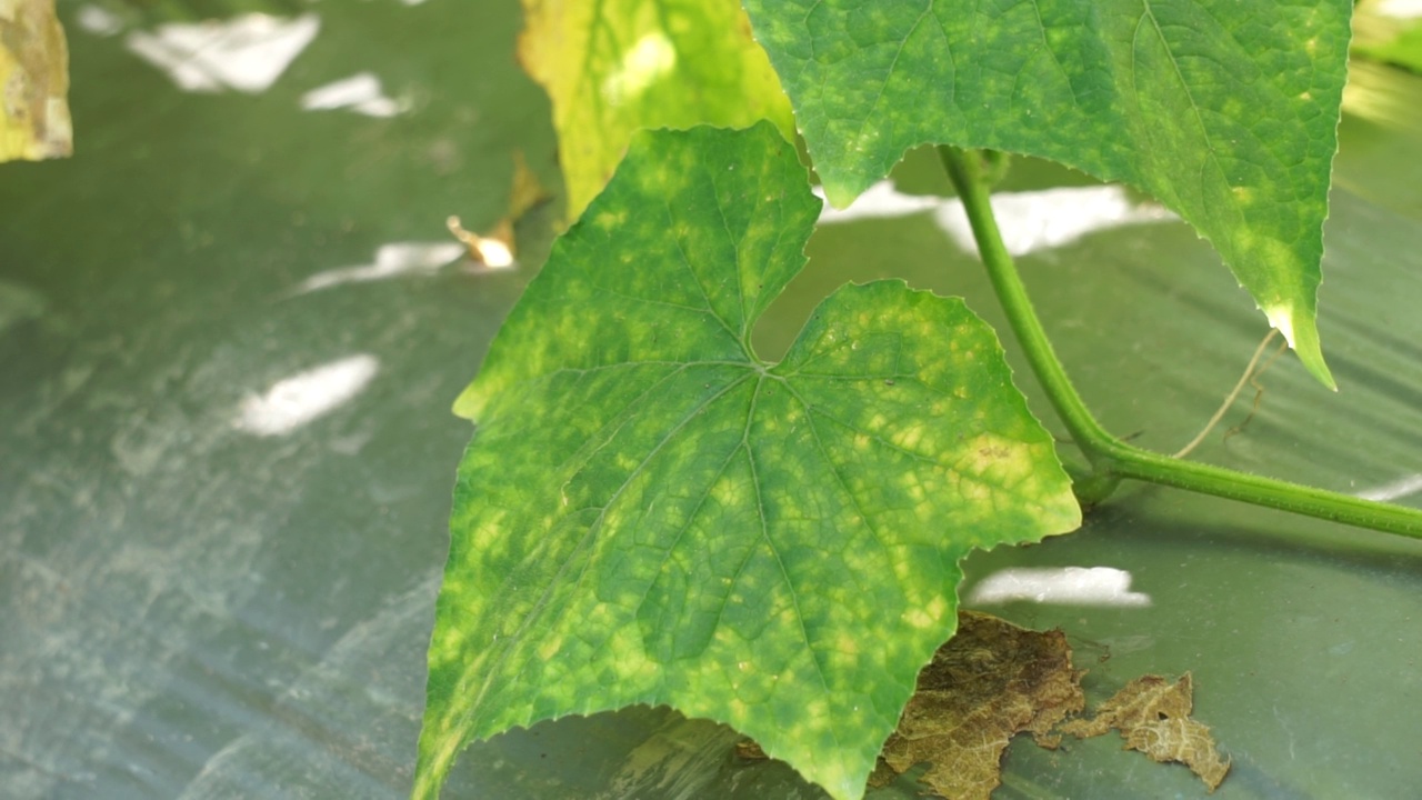 树上的黄瓜(Cucumis sativus, timun, mentimun, ketimun)叶子。生吃的黄瓜叫切黄瓜视频素材