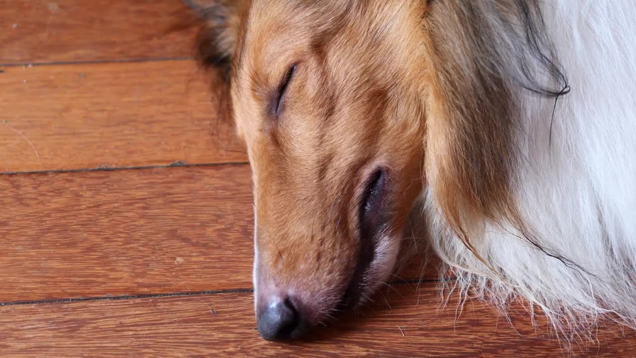 睡在木地板上的粗牧羊犬，特写。大狗在炎热的夏天很累，睁开眼睛，看着镜头，然后又睡着了。4k实时镜头俯视图。视频素材