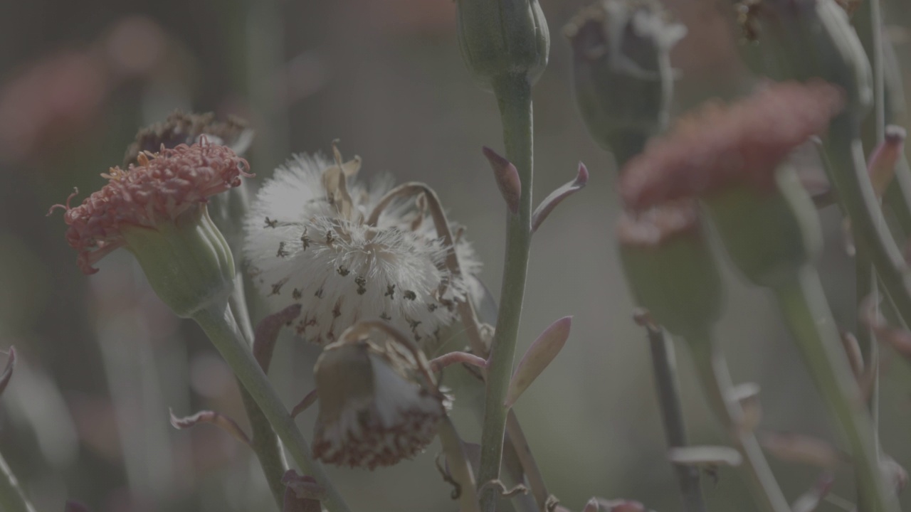 美丽的花朵视频素材