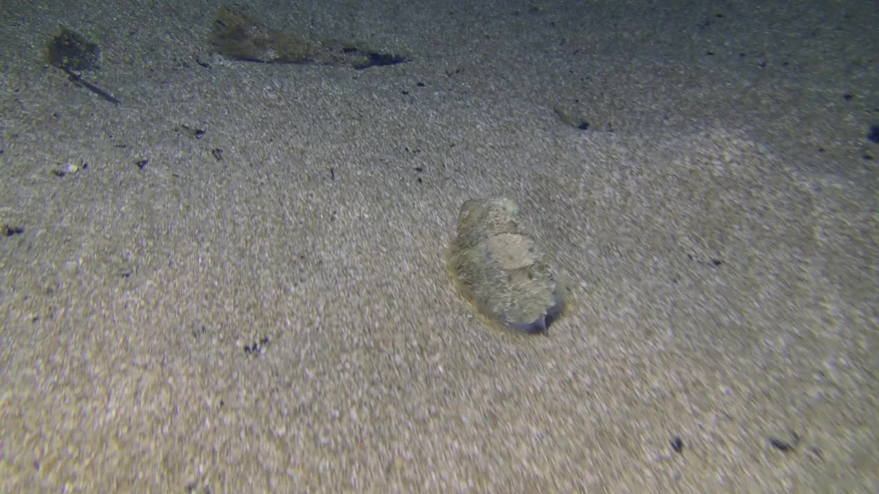 沙质海床上常见的墨鱼。视频素材