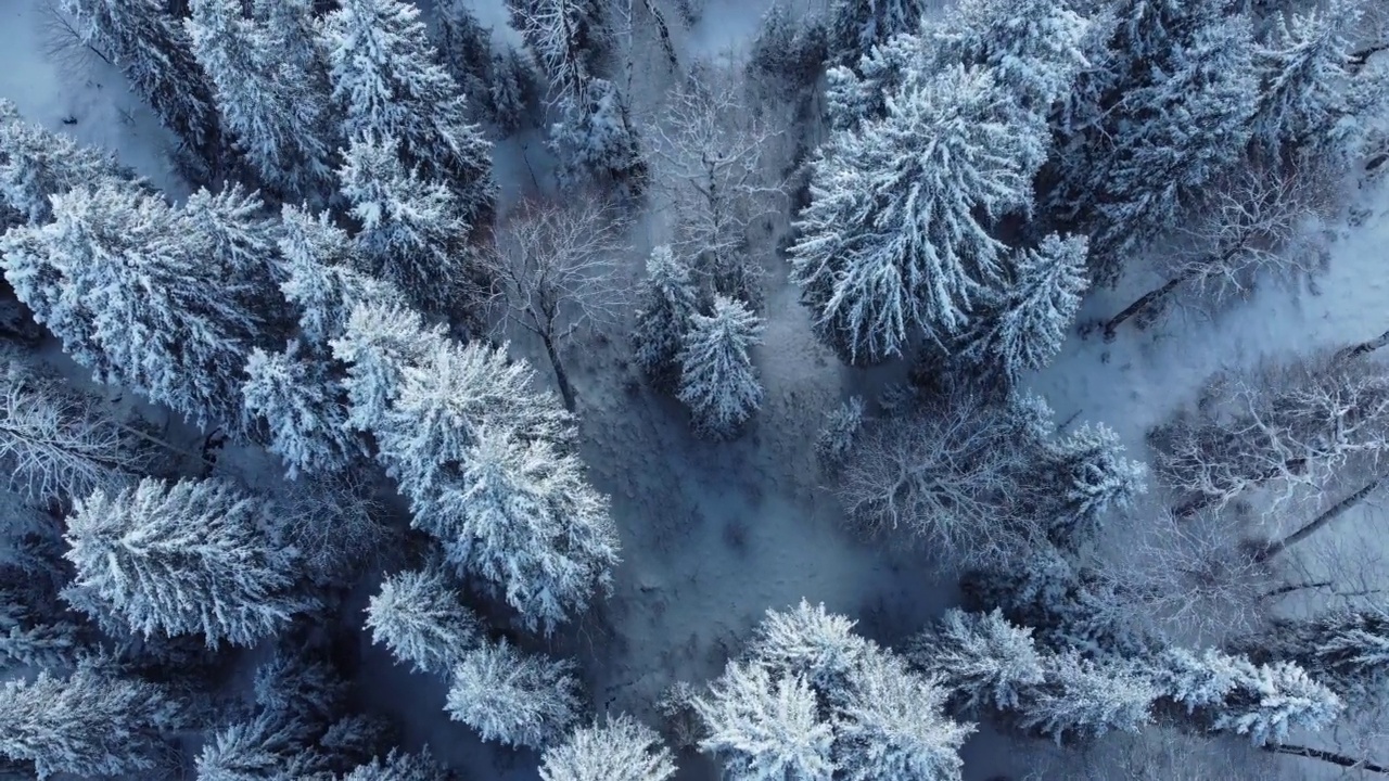 在白雪皑皑的森林上空飞翔视频素材