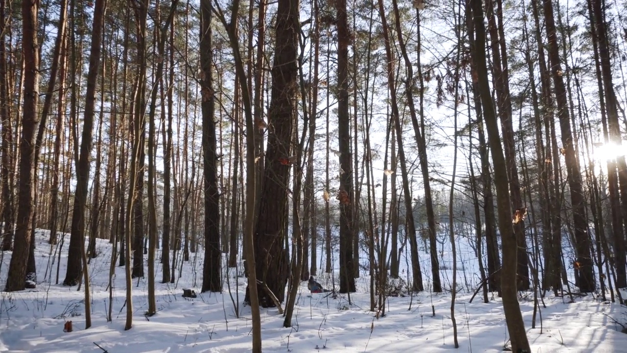 在阳光明媚的森林里，孩子们坐在红色的雪橇上从山上滑下来。爸爸追上他的儿子。视频素材