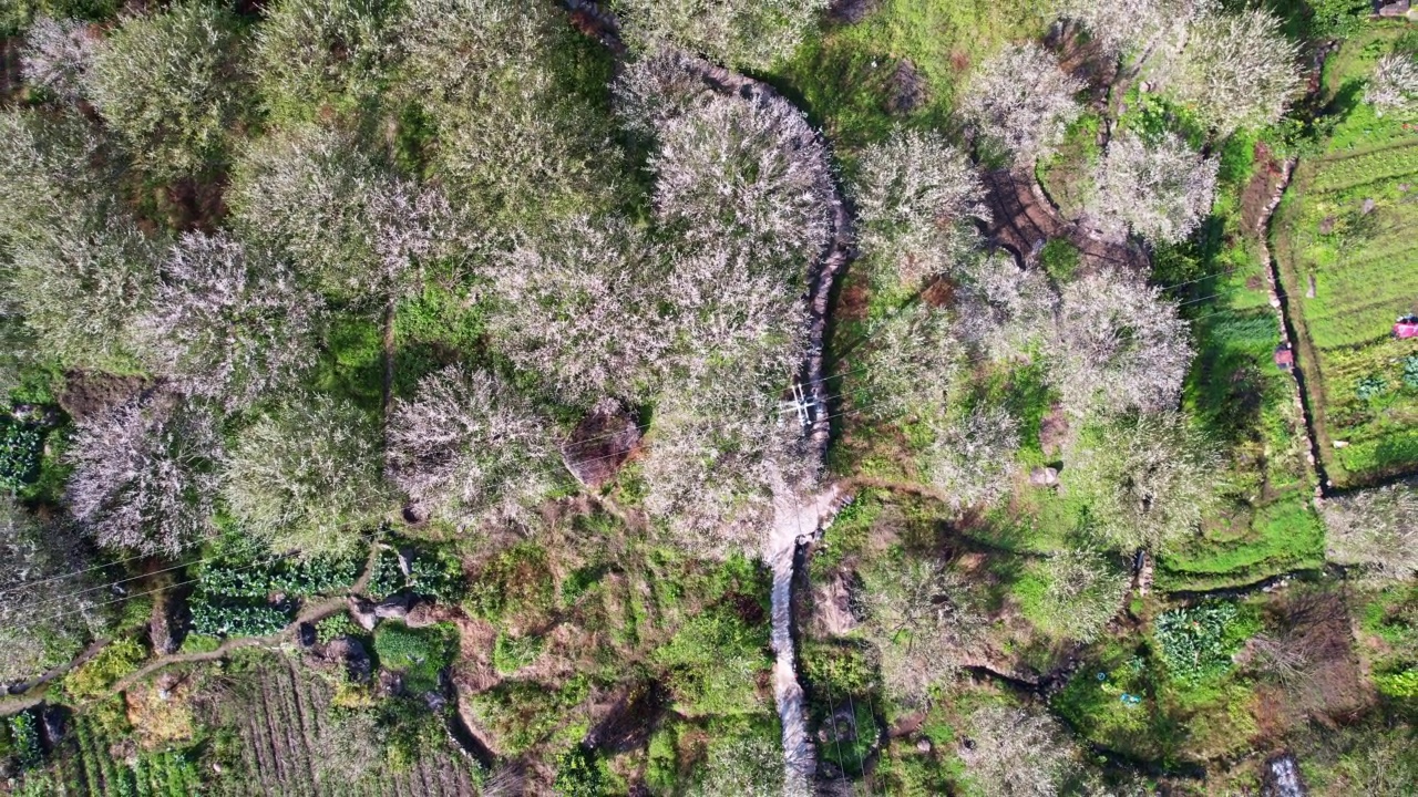 种植园里的青梅盛开视频素材