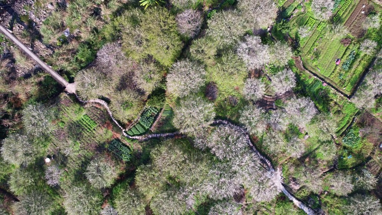 种植园里的青梅盛开视频素材