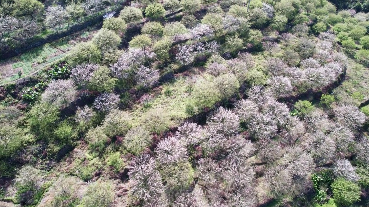 种植园里的青梅盛开视频素材