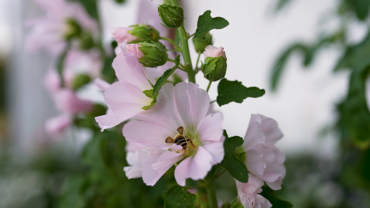 从花中收集花粉的蜜蜂视频素材