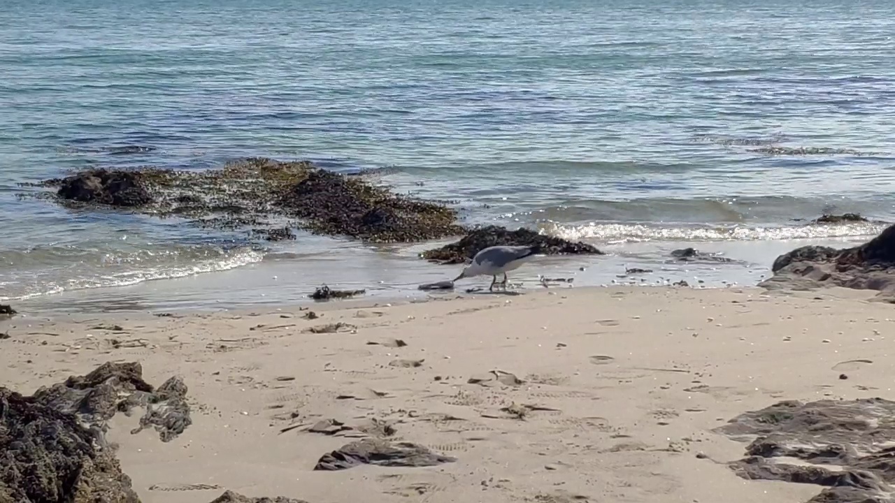 在海滩上吃东西的海鸟视频素材