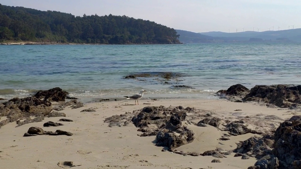 在海滩上吃东西的海鸟视频素材