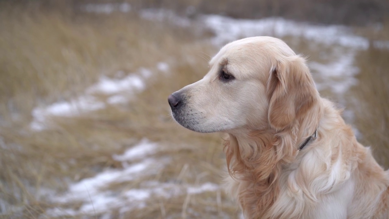 雪地上的金毛猎犬视频素材