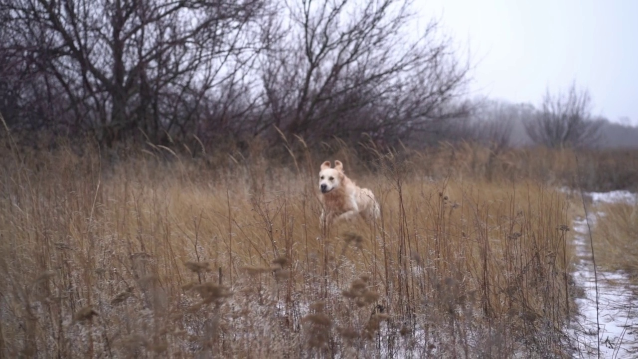雪域上的金毛猎犬视频素材