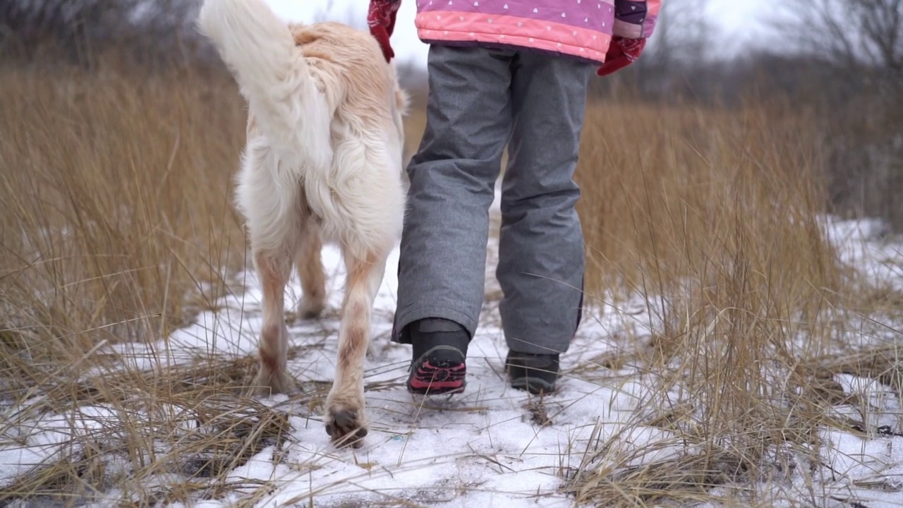 金毛猎犬在女孩身边散步视频素材