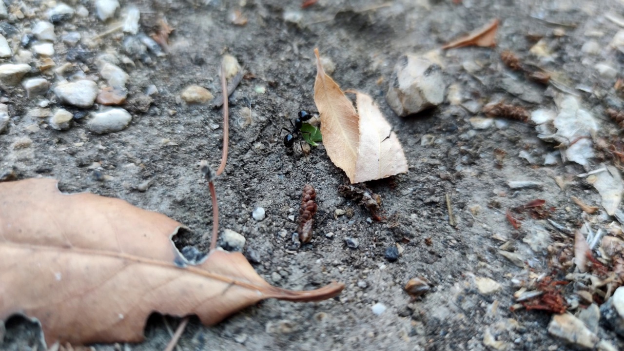 近距离观察黑蚁丘工作的地面巢穴，动物昆虫野生动物科学视频素材