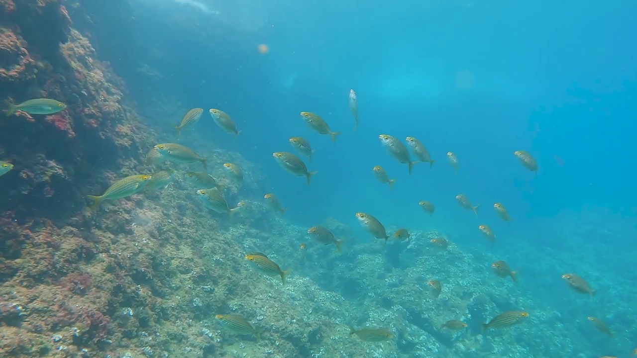 萨勒马斯学校(Sarpa salpa)靠近海岸游泳视频素材