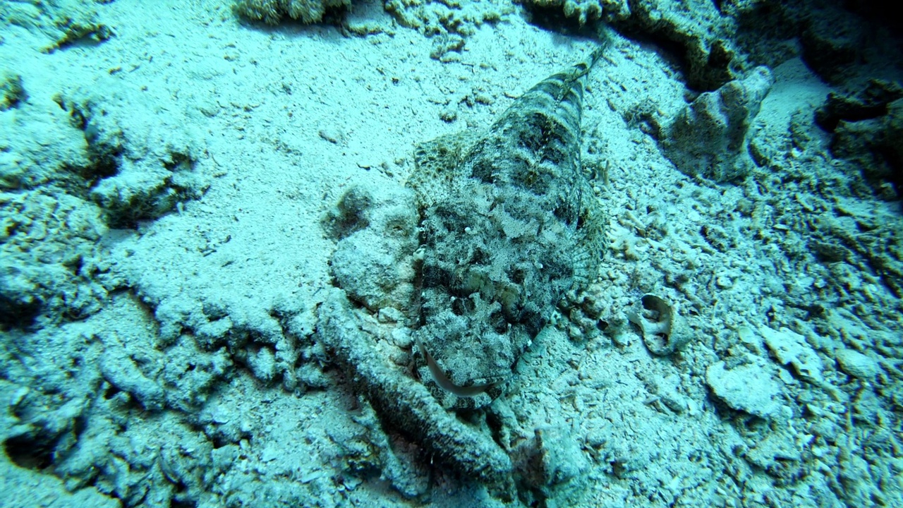 海底有触手的平头(鳄鱼鱼)伪装。水下拍摄视频素材