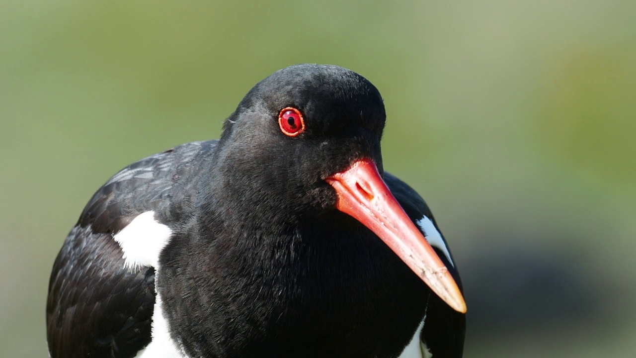 在英国苏格兰设得兰群岛大陆Esha Ness上的Stenness，一只欧亚牡蛎捕捉者，ostralegus Haematopus。视频素材