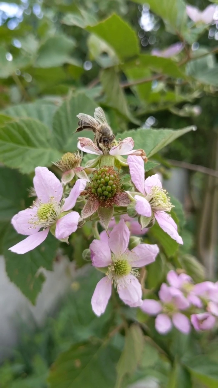 黑莓花上的蜜蜂视频素材