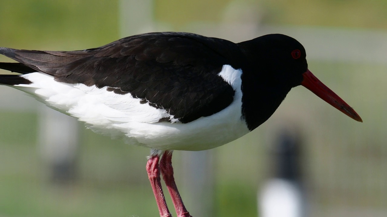 在英国苏格兰设得兰群岛大陆Esha Ness上的Stenness，一只欧亚牡蛎捕捉者，ostralegus Haematopus。视频素材