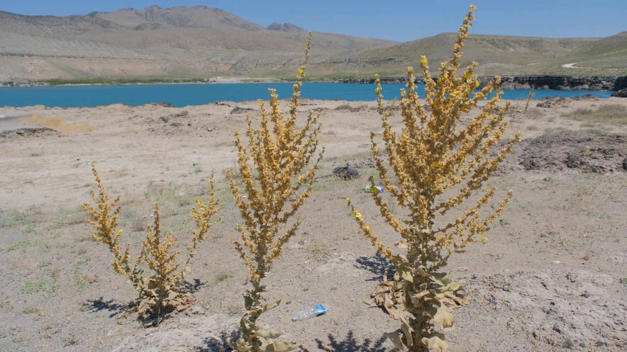 植物风干时间，4k视频。视频下载