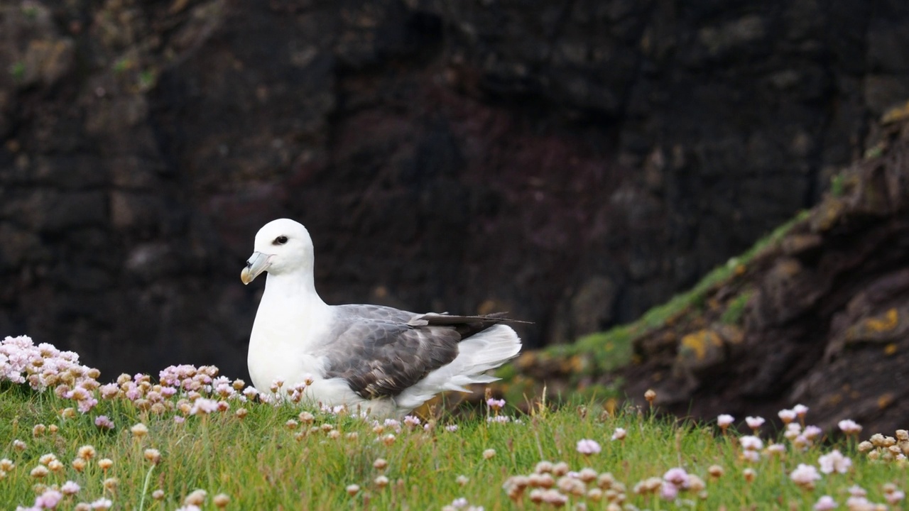 一个北部Fulmar, Fulmarus glacialis由Moo Stack在Esha Ness，大陆设得兰群岛，苏格兰，英国。视频素材