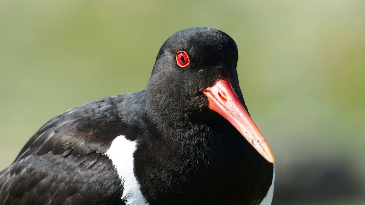 在英国苏格兰设得兰群岛大陆Esha Ness上的Stenness，一只欧亚牡蛎捕捉者，ostralegus Haematopus。视频素材