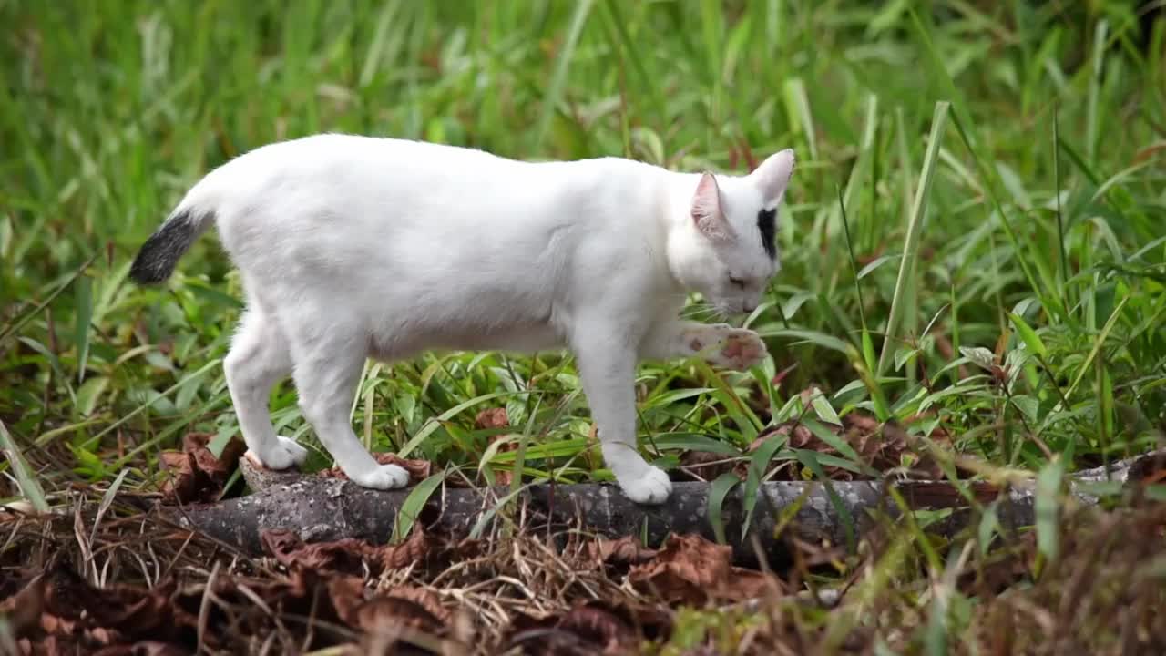 白色的猫走视频下载