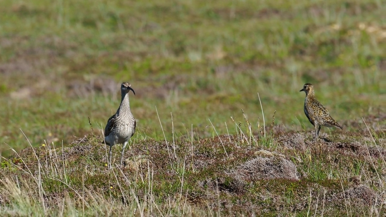 一种欧亚异想天开，Numenius phaeopus和欧亚金鸟;Pluvialis apricaria;在英国苏格兰设得兰大陆的赫克斯特。视频素材