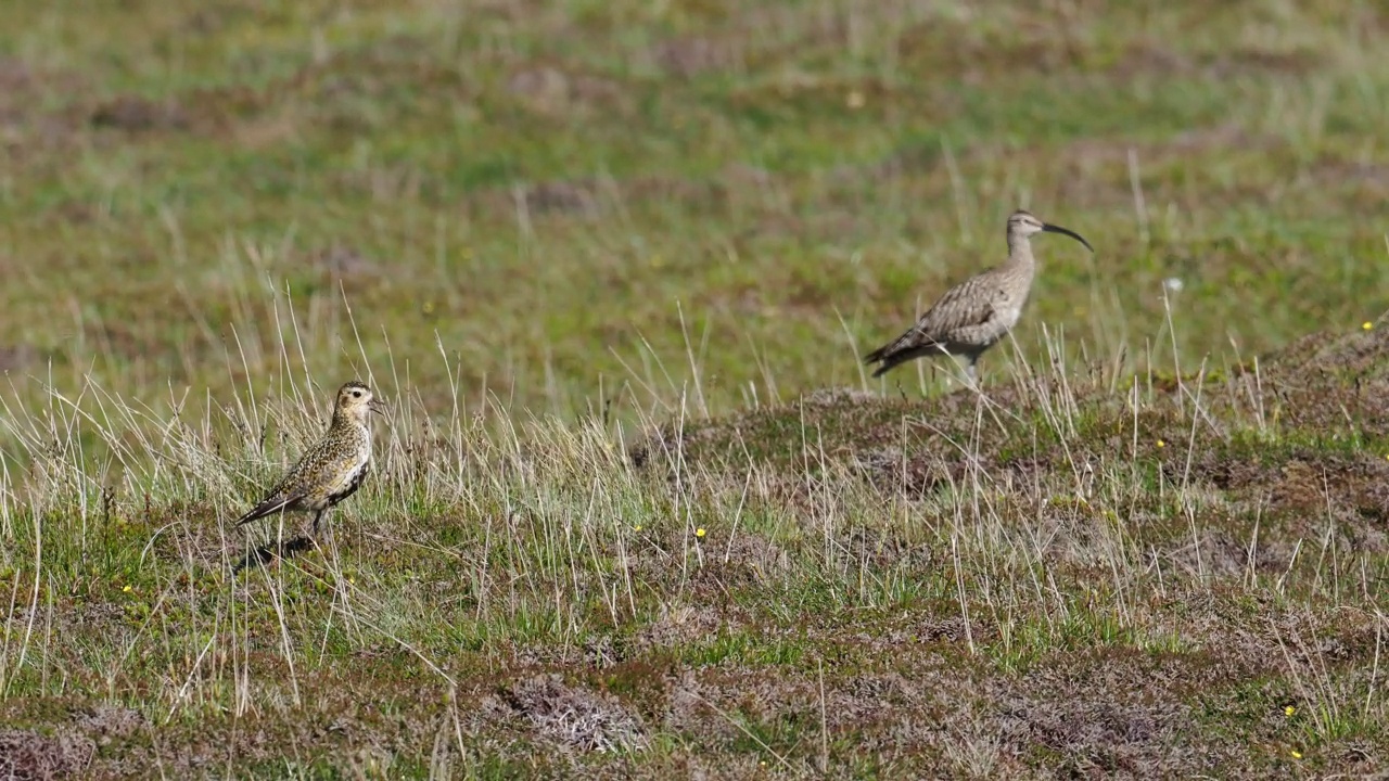 一种欧亚异想天开，Numenius phaeopus和欧亚金鸟;Pluvialis apricaria;在英国苏格兰设得兰大陆的赫克斯特。视频素材