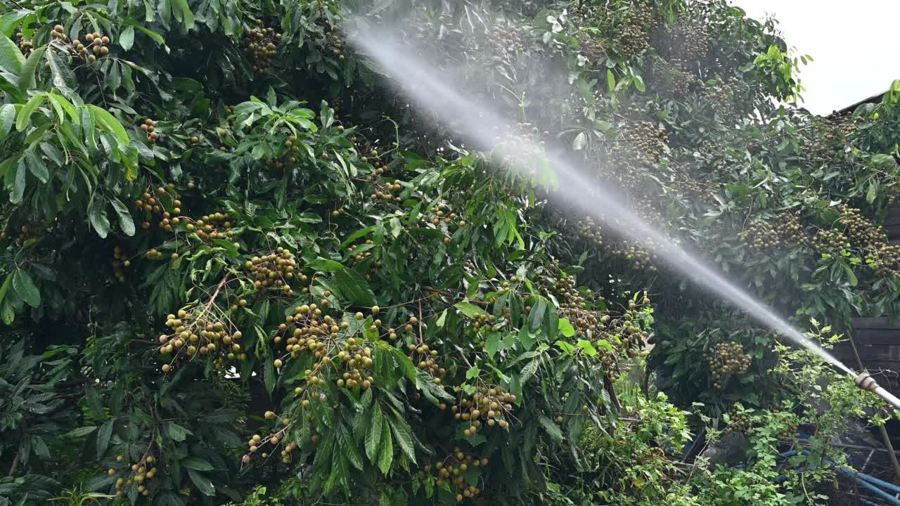 泰国园丁在农田向龙眼树喷洒氯酸钾混合激素。视频素材