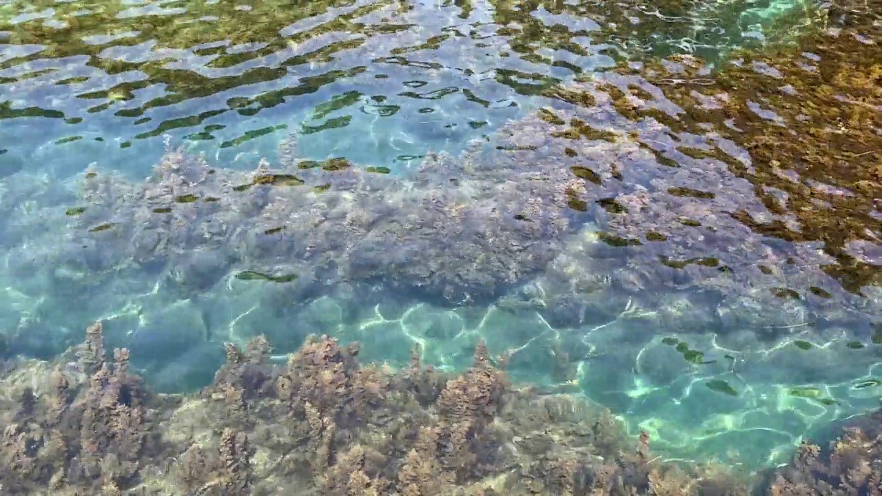 蓝绿色清澈的海水，底部有密集的藻类。天堂泻湖惊人的海景。视频素材