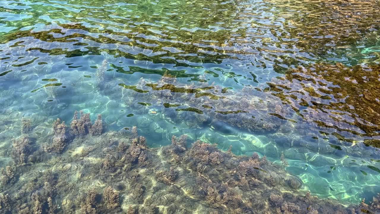 底部有密集海藻的海水。天堂泻湖惊人的海景。视频素材