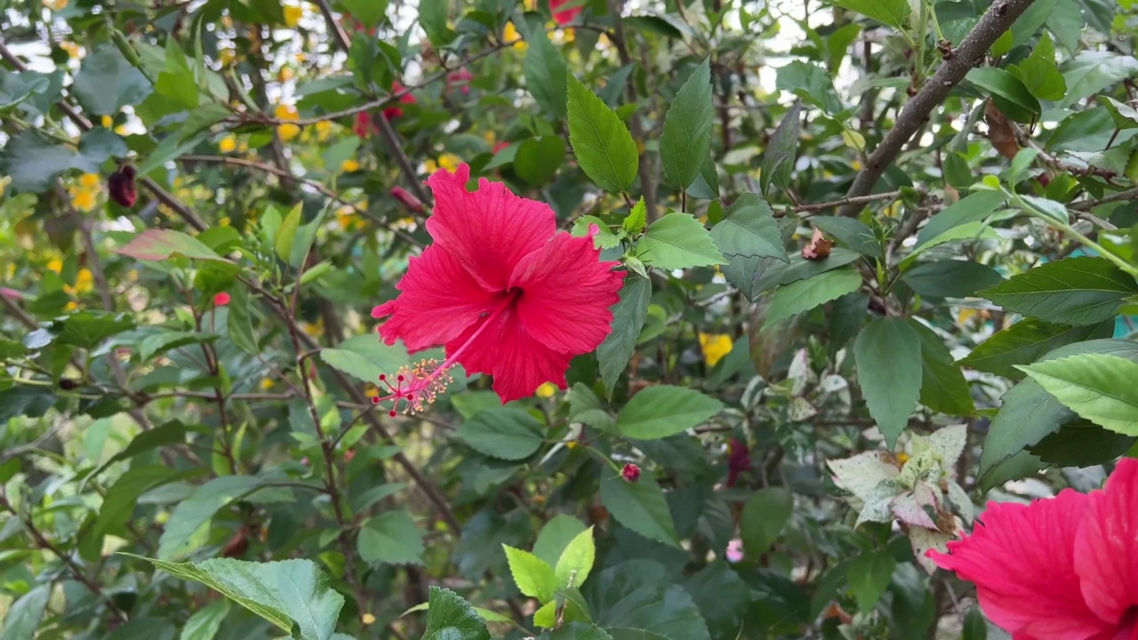 自然园林中的芙蓉花视频素材