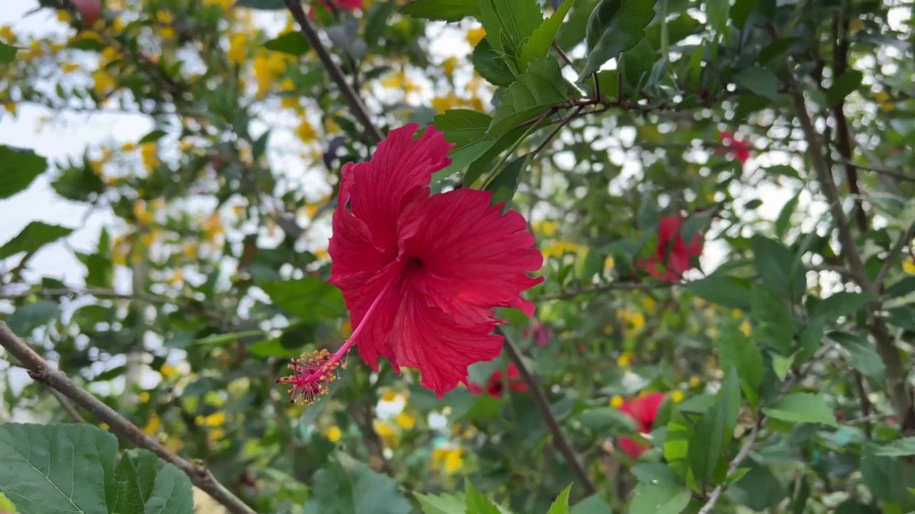 自然园林中的芙蓉花视频素材