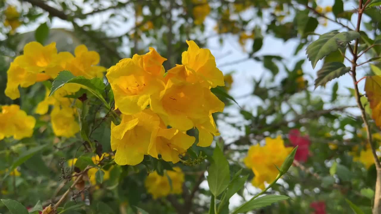 泰康花在自然花园视频素材