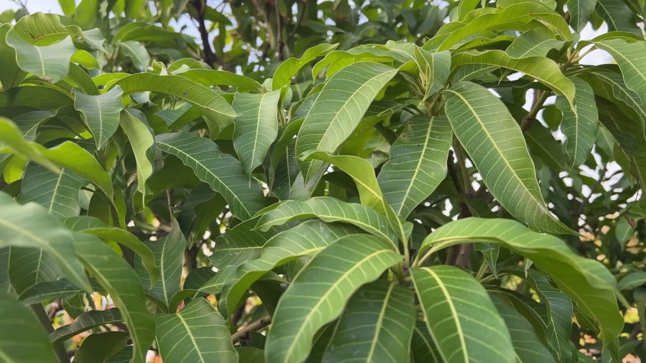 大自然花园里的芒果叶视频素材