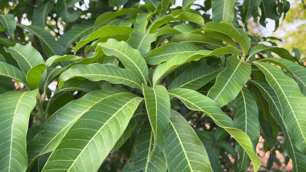 大自然花园里的芒果叶视频素材