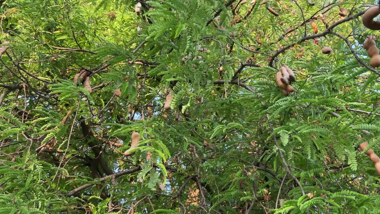 自然花园中的罗望子果视频素材