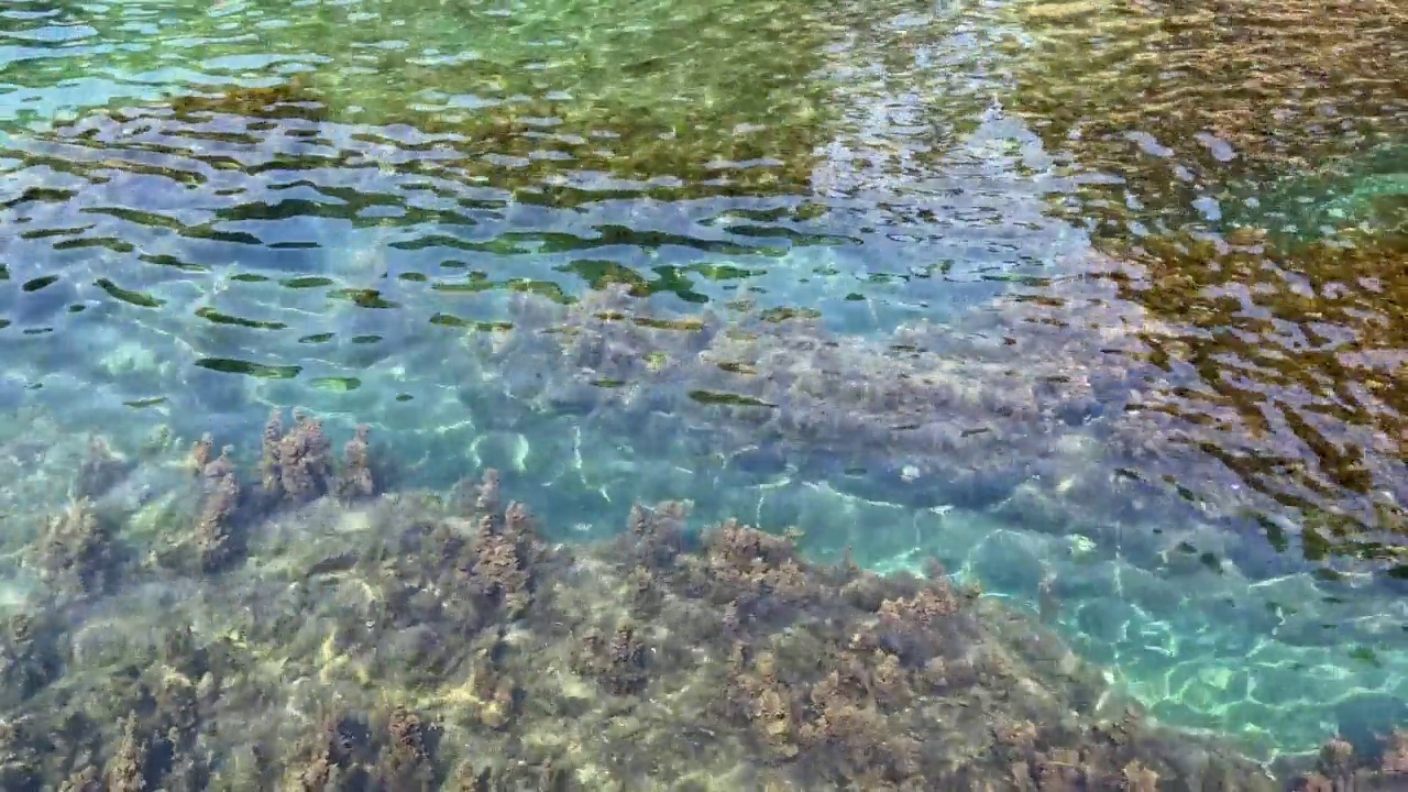 底部有密集海藻的海水。天堂泻湖惊人的海景。视频素材