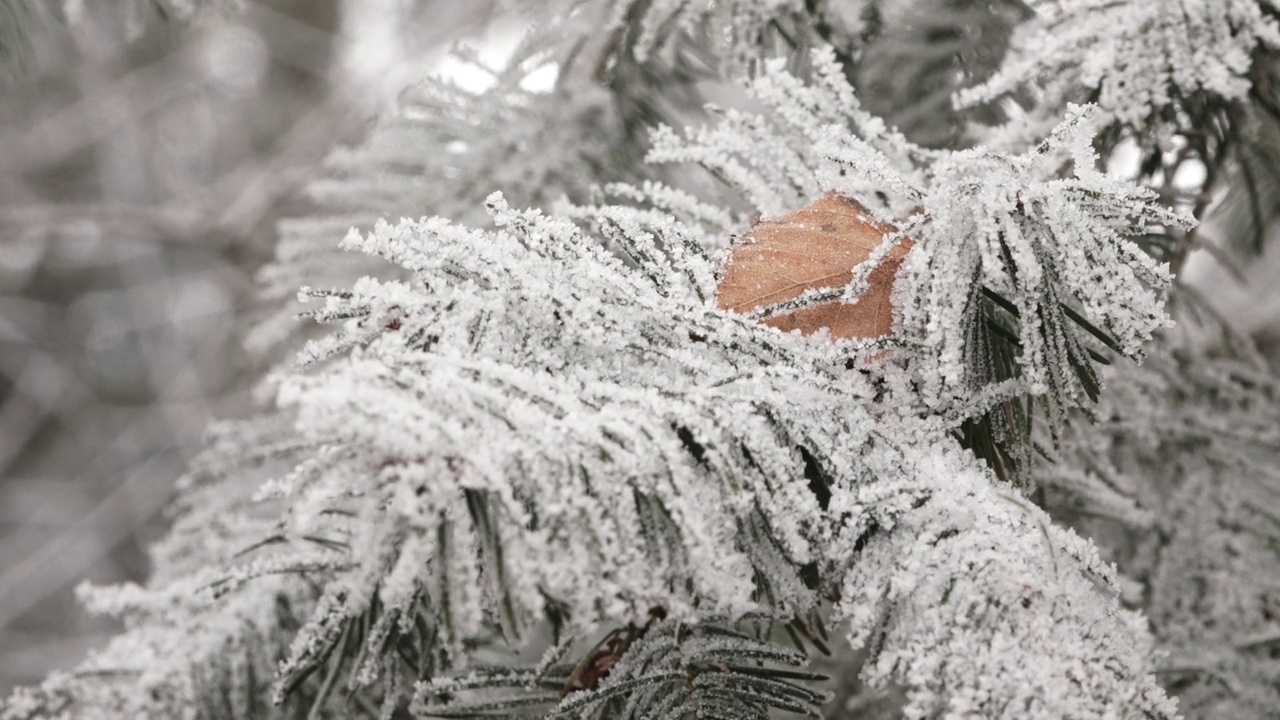 一片干燥的叶子放在被雪覆盖的松枝上视频素材