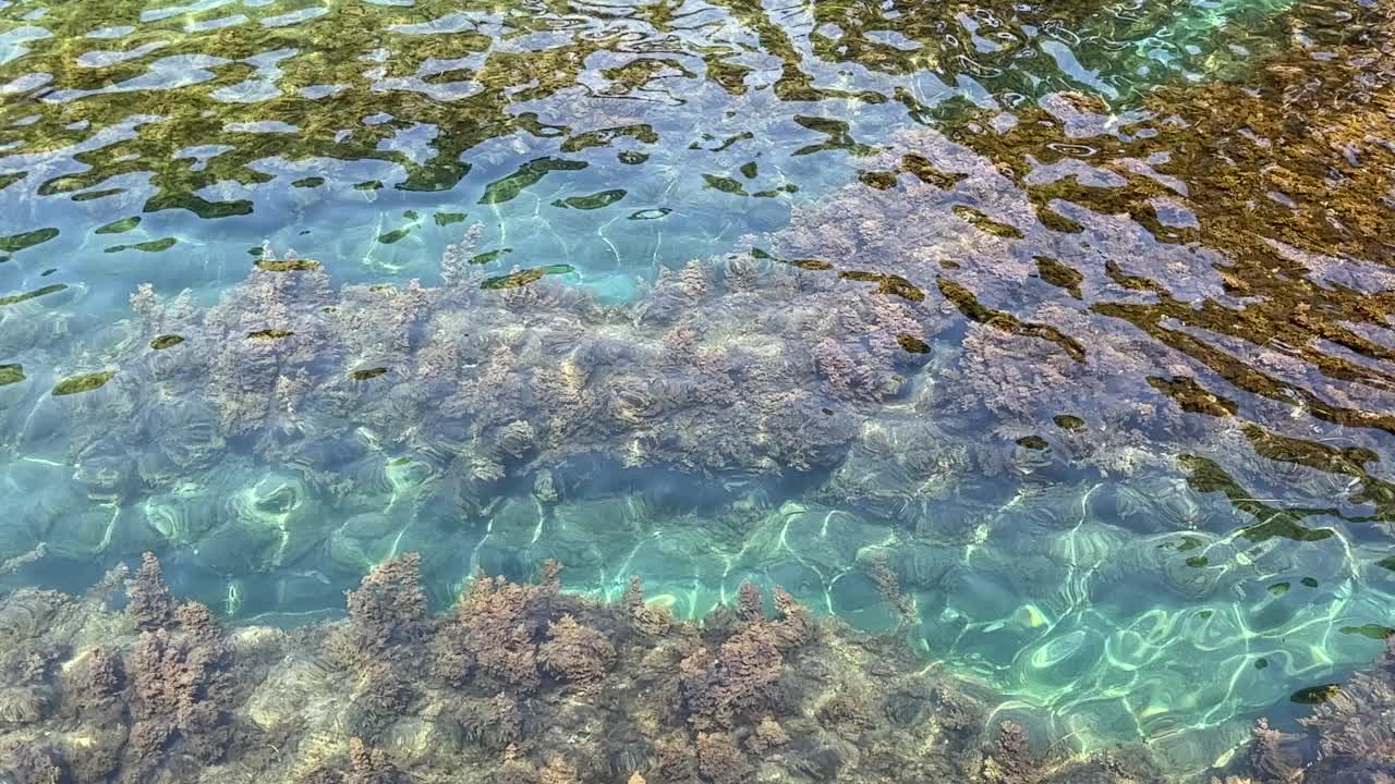 透明的海水，底部有密集的海藻。天堂泻湖惊人的海景。视频素材