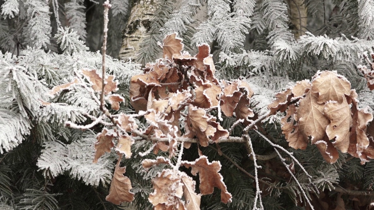 被雪覆盖的干树叶视频素材