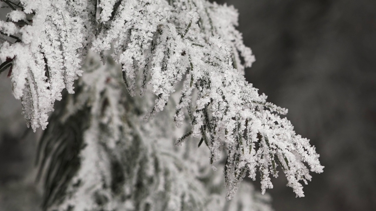 雪花覆盖松叶悬挂视频素材