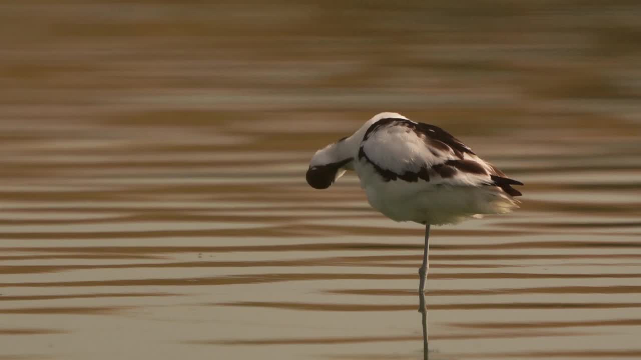 一只斑纹鳄梨(Recurvirostra avosetta)抛光它的羽毛-特写视频素材