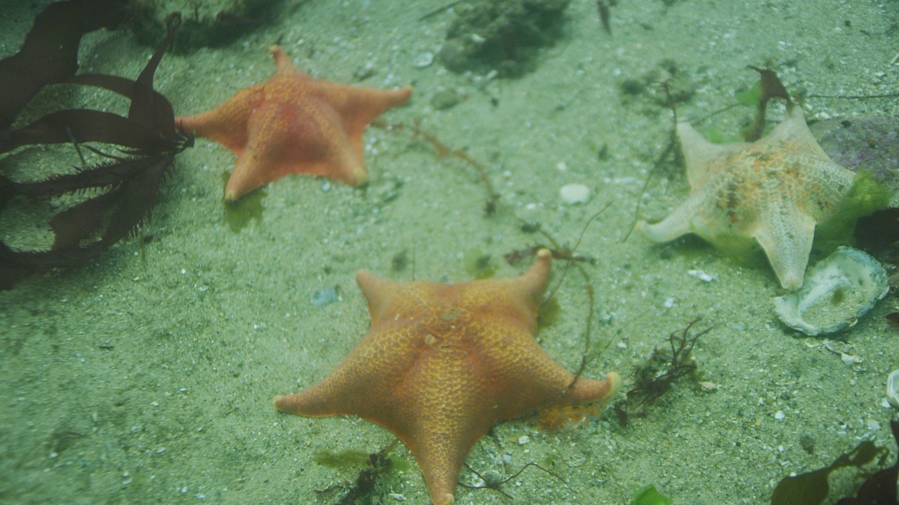 海星视频素材