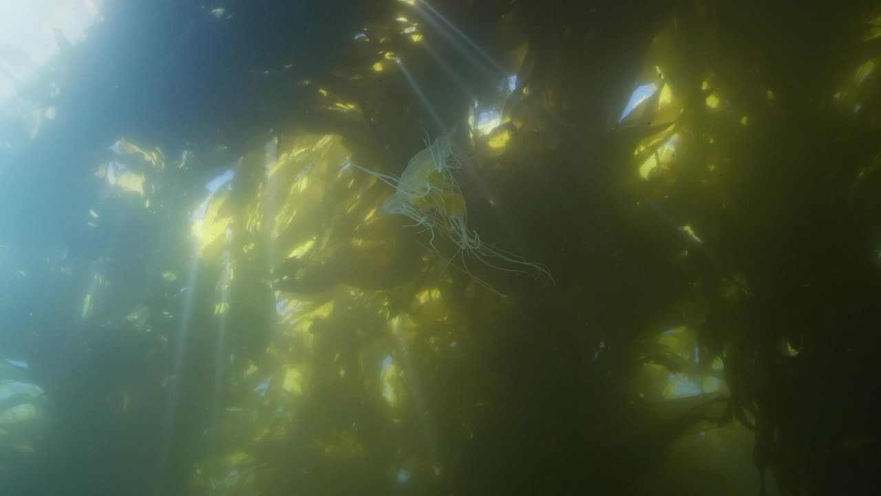 海带林中的水母视频素材