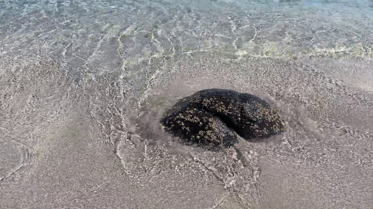 夏天炎热，海滩和清澈的大海为背景和暑假视频素材