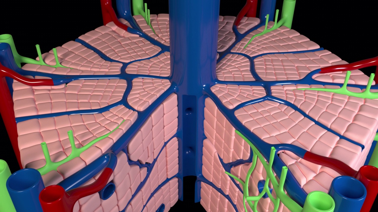 肝脏的内部结构视频素材